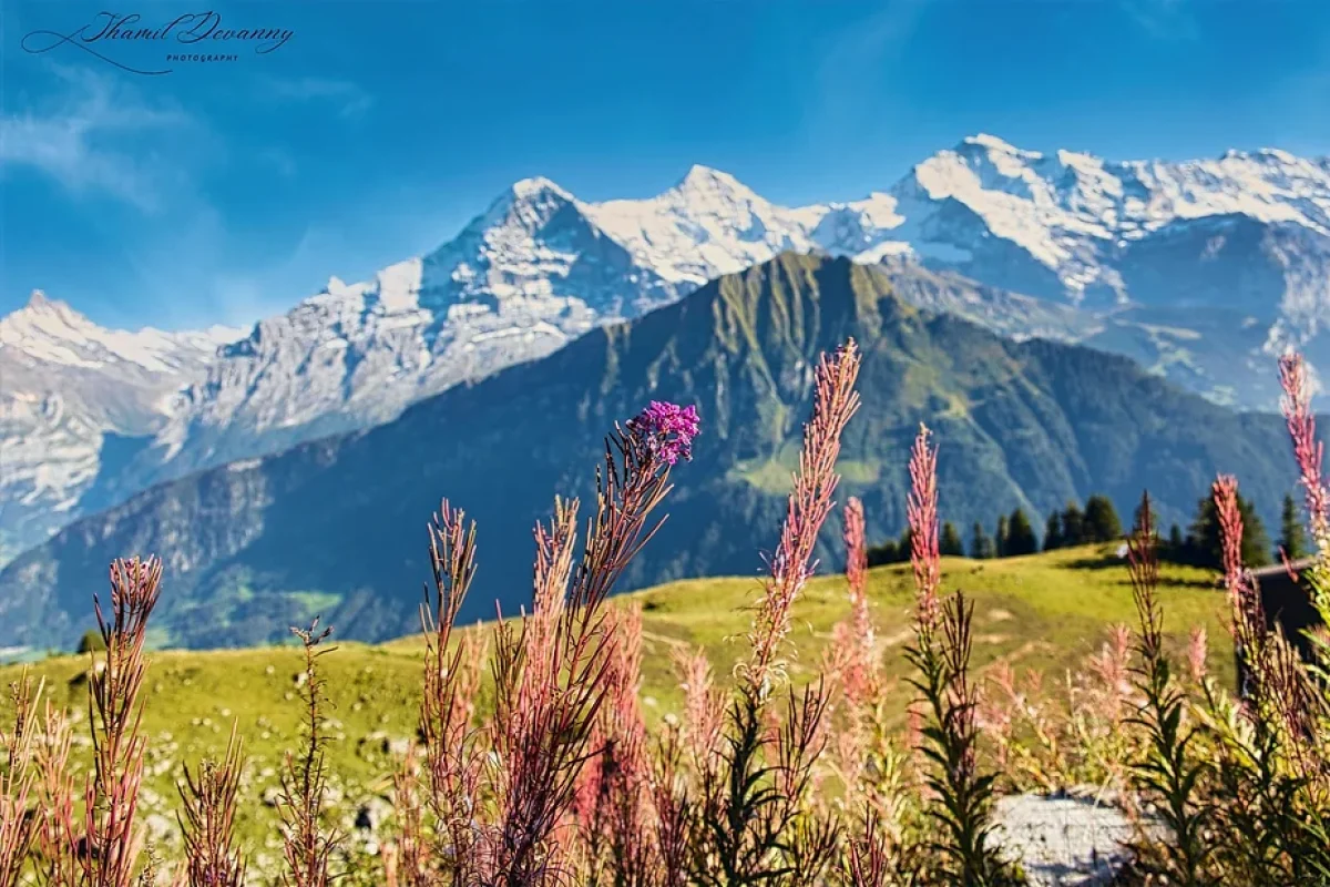 Schynige Platte: A scenic journey to breathtaking vistas, where the Swiss Alps and wildflower meadows come together in perfect harmony!